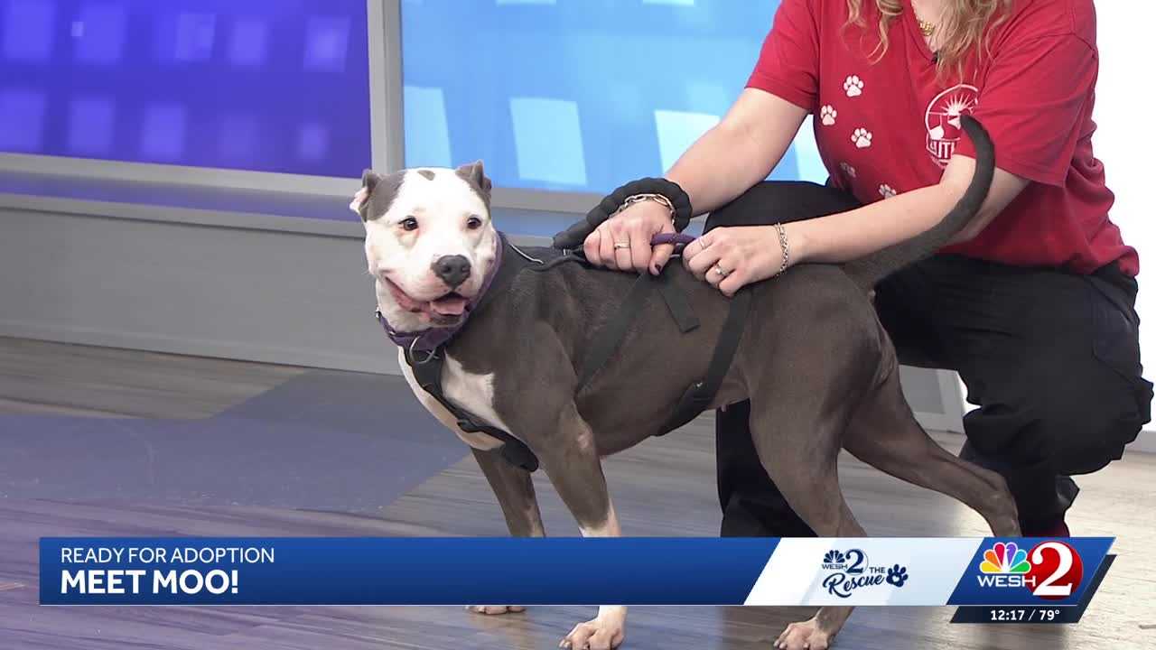 Moo at Southeast Volusia Humane Society is looking for a home — WESH 2 Orlando, Pearland Community news