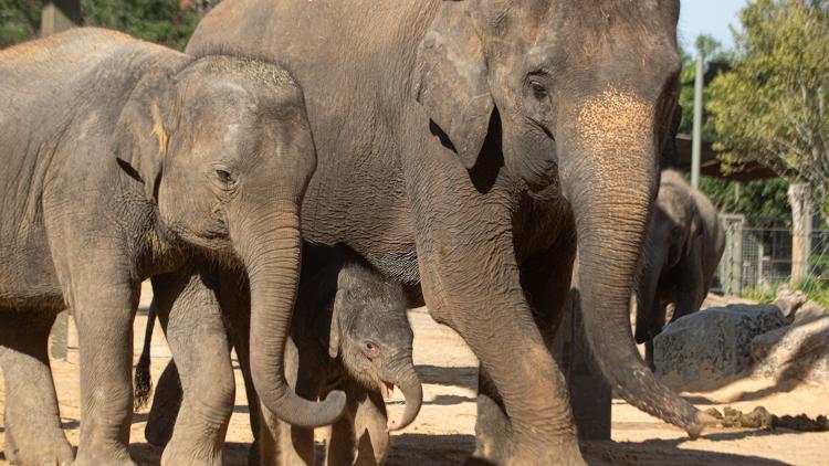 Houston Zoo makes emotional announcement involving Kirby and two other beloved elephants — KHOU 11 (Houston), Pearland Community news